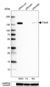 Monoclonal Anti-ITGA5 antibody produced in mouse 