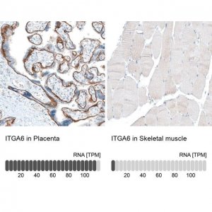Monoclonal Anti-ITGA6 antibody produced in mouse 