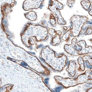 Monoclonal Anti-ITGA6 antibody produced in mouse 