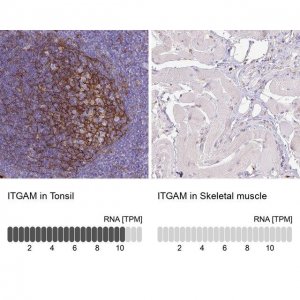 Monoclonal Anti-ITGAM antibody produced in mouse 