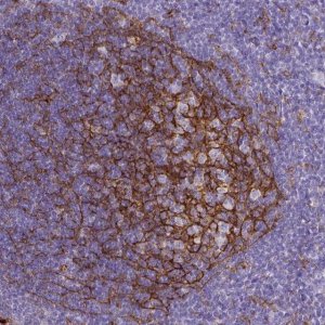 Monoclonal Anti-ITGAM antibody produced in mouse 