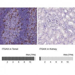 Monoclonal Anti-ITGAX antibody produced in mouse 