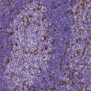 Monoclonal Anti-ITGAX antibody produced in mouse 