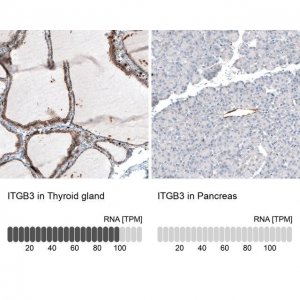 Monoclonal Anti-ITGB3 antibody produced in mouse 
