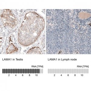 Monoclonal Anti-LAMA1 antibody produced in mouse 