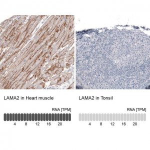 Monoclonal Anti-LAMA2 antibody produced in mouse 