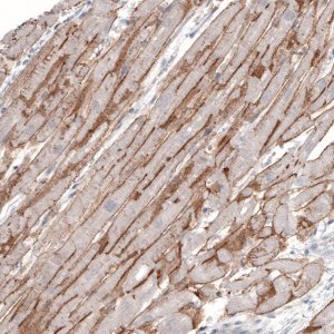 Monoclonal Anti-LAMA2 antibody produced in mouse 