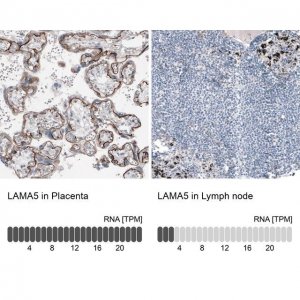 Monoclonal Anti-LAMA5 antibody produced in mouse 