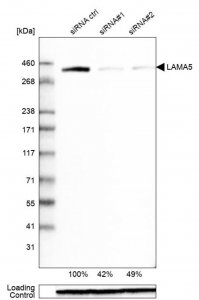 Monoclonal Anti-LAMA5 antibody produced in mouse 