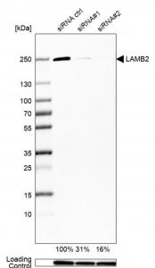 Monoclonal Anti-LAMB2 antibody produced in mouse 
