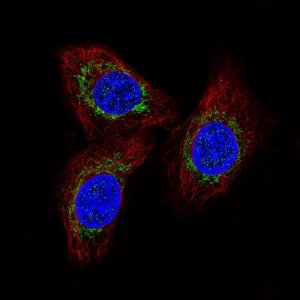 Monoclonal Anti-MCU antibody produced in mouse 