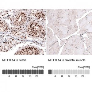 Monoclonal Anti-METTL14 antibody produced in mouse 