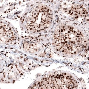 Monoclonal Anti-METTL14 antibody produced in mouse 