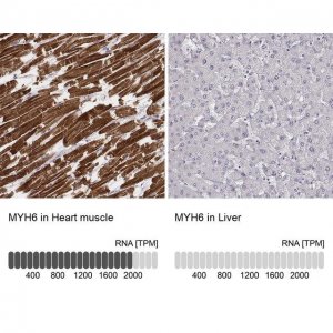 Monoclonal Anti-MYH6 antibody produced in mouse 