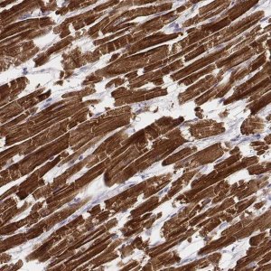 Monoclonal Anti-MYH6 antibody produced in mouse 