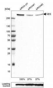 Monoclonal Anti-NES antibody produced in mouse 