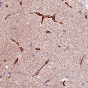 Monoclonal Anti-NES antibody produced in mouse 