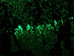 Monoclonal Anti-Neurofilament 200 antibody produced in mouse 