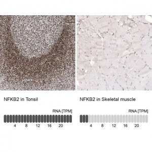 Monoclonal Anti-NFKB2 antibody produced in mouse AMAB91511-100UL