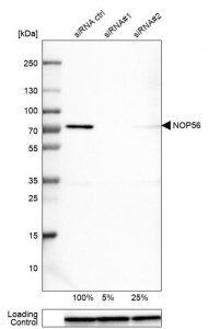 Monoclonal Anti-NOP56 antibody produced in mouse 