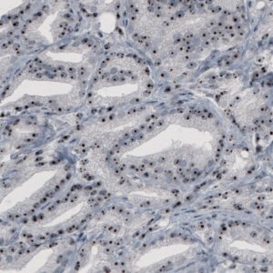 Monoclonal Anti-NOP56 antibody produced in mouse 