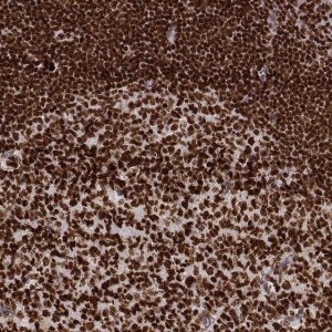 Monoclonal Anti-PARP1 antibody produced in mouse 