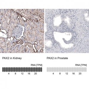Monoclonal Anti-PAX2 antibody produced in mouse AMAB91573-100UL