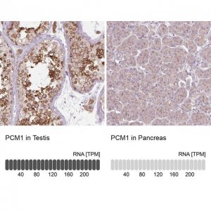 Monoclonal Anti-PCM1 antibody produced in mouse 