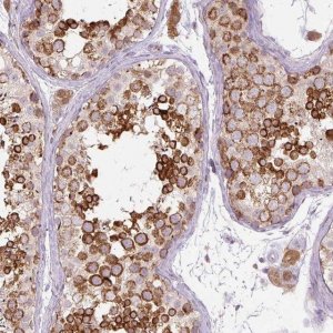 Monoclonal Anti-PCM1 antibody produced in mouse 