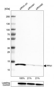 Monoclonal Anti-PFN1 antibody produced in mouse 