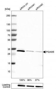 Monoclonal Anti-PGAM5 antibody produced in mouse 