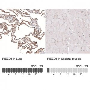 Monoclonal Anti-PIEZO1 antibody produced in mouse AMAB91589-100UL