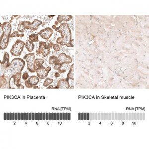 Monoclonal Anti-PIK3CA antibody produced in mouse AMAB91514-100UL