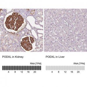 Monoclonal Anti-PODXL antibody produced in mouse 