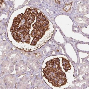 Monoclonal Anti-PODXL antibody produced in mouse 