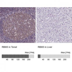 Monoclonal Anti-RBM3 antibody produced in mouse 