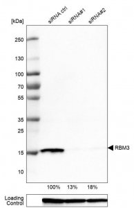 Monoclonal Anti-RBM3 antibody produced in mouse 