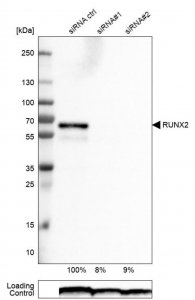 Monoclonal Anti-RUNX2 antibody produced in mouse 