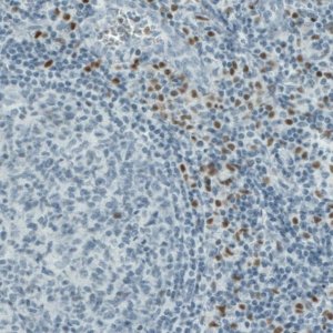Monoclonal Anti-RUNX2 antibody produced in mouse 