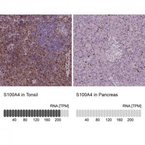 Monoclonal Anti-S100A4 antibody produced in mouse 