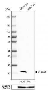 Monoclonal Anti-S100A4 antibody produced in mouse 