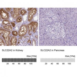 Monoclonal Anti-SLC22A2 antibody produced in mouse 