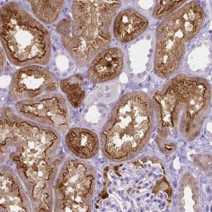 Monoclonal Anti-SLC22A2 antibody produced in mouse 