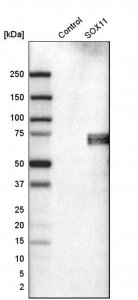 Monoclonal Anti-SOX11 antibody produced in mouse 