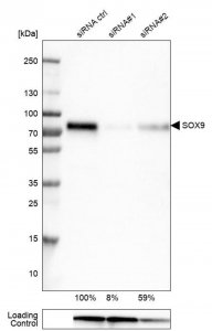 Monoclonal Anti-SOX9 antibody produced in mouse 