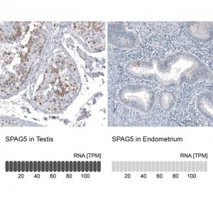 Monoclonal Anti-SPAG5 antibody produced in mouse AMAB91605-100UL