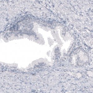Monoclonal Anti-SPAG5 antibody produced in mouse AMAB91605-100UL
