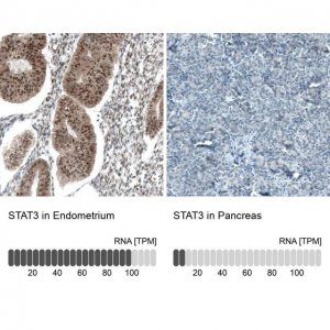 Monoclonal Anti-STAT3 antibody produced in mouse 