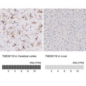 Monoclonal Anti-TMEM119 antibody produced in mouse 