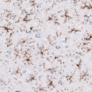 Monoclonal Anti-TMEM119 antibody produced in mouse 